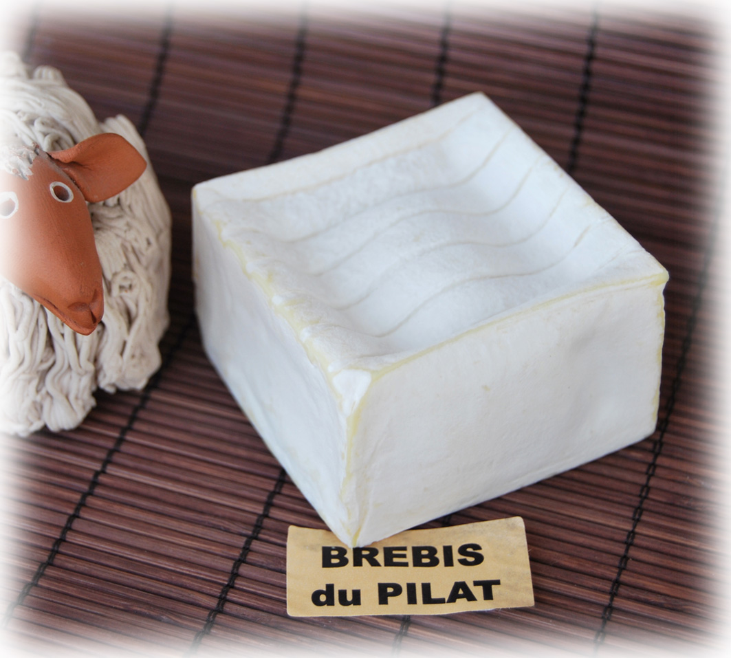 Brebis du Pilat